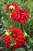 DAHLIA AMERICAN BEAUTY (INFORMAL DECORATIVE)