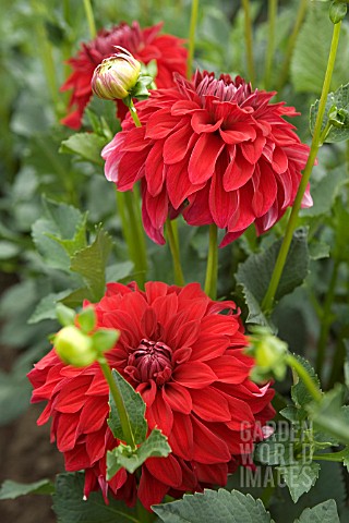 DAHLIA_AMERICAN_BEAUTY_INFORMAL_DECORATIVE