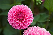 DAHLIA REBECCA LYNN (FORMAL DECORATIVE)