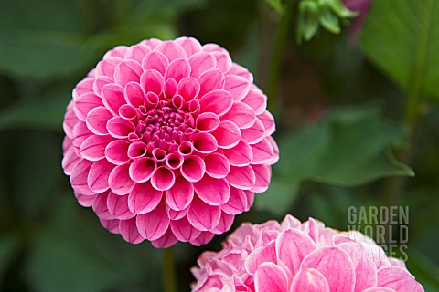 DAHLIA_REBECCA_LYNN_FORMAL_DECORATIVE