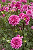 DAHLIA TEDS CHOICE (FORMAL DECORATIVE)