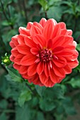 DAHLIA PATRICIA ANNS SUNSET