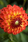 DAHLIA MARDY GRAS (FORMAL DECORATIVE)