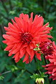 DAHLIA DARE DEVIL (SEMI CACTUS)