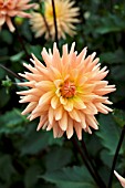 DAHLIA TROPICAL SUN (SEMI CACTUS)