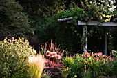 BACKLIT SUMMER BORDER UNDER PERGOLA IN EARLY MORNING