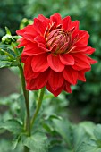 DAHLIA CALIENTE (FORMAL DECORATIVE)