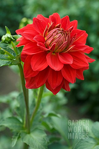 DAHLIA_CALIENTE_FORMAL_DECORATIVE