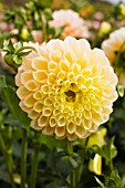 DAHLIA HONEY DEW (FORMAL DECORATIVE)