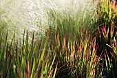 IMPERATA CYLINDRICA AND NASSELLA TENUISSIMA