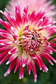 DAHLIA SUGARLIPS (LACINATED)