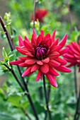 DAHLIA MATHEW ALAN (SEMI CACTUS)