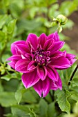 DAHLIA THOMAS EDISON (FORMAL DECORATIVE)