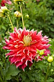 DAHLIA NICK SR. (INFORMAL DECORATIVE)