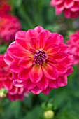 DAHLIA DAZZLE ME (FORMAL DECORATIVE)