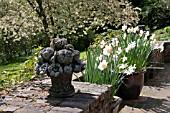 BRICK PATIO OF FORMAL GARDEN WITH NARCISSUS AND CHERRY BLOSSOMS.