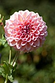 DAHLIA CASTLE DRIVE (FORMAL DECORATIVE)