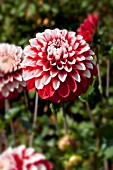 DAHLIA ORETI HARRY (FORMAL DECORATIVE)