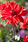 DAHLIA PATRICIA ANNS SUNSET