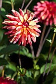 DAHLIA CRAZY LEGS (FORMAL DECORATIVE, STELLAR)