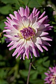 DAHLIA APRIL DAWN (INFORMAL DECORATIVE)