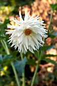 DAHLIA KENORA CLYDE (SEMI CACTUS)