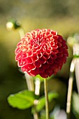 DAHLIA VALLEY RUST BUCKET