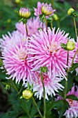 DAHLIA PINK PRINCESS