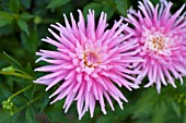 DAHLIA PINK PRINCESS