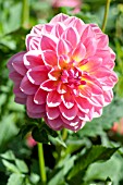 DAHLIA WILDWOOD MARIE