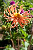 DAHLIA BRIGHT STAR