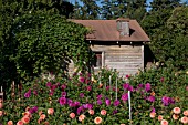 OLD SHED IN DAHLIA GARDEN IN LATE SUMMER