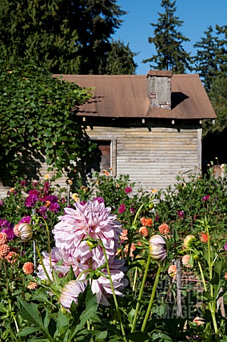 OLD_SHED_IN_DAHLIA_GARDEN_IN_LATE_SUMMER