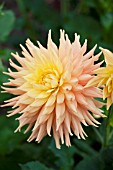 DAHLIA BOB FITZJOHN