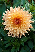 DAHLIA SEA ORO