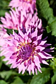 DAHLIA PAPES PINK