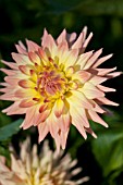 DAHLIA GRENADOR PASTEL