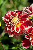 DAHLIA GOLDWING