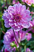 DAHLIA SEA ROSEBUD