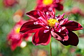 DAHLIA LA BOMBA