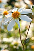 DAHLIA MARIPOSA BLANCA