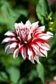 DAHLIA SANTA CLAUS