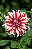 DAHLIA SANTA CLAUS