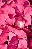 HYDRANGEA MACROPHYLLA GLOWING EMBERS