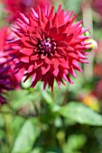 DAHLIA SEA CASCABEL