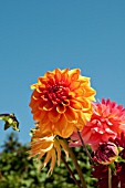 MIXED DAHLIAS IN VASE