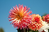 MIXED DAHLIAS IN VASE