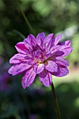 DAHLIA PURPLE SPLASH