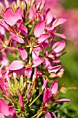 CLEOME SPINOSA SPARKLER ROSE