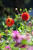 MULTI COLOURED DAHLIAS IN GARDEN